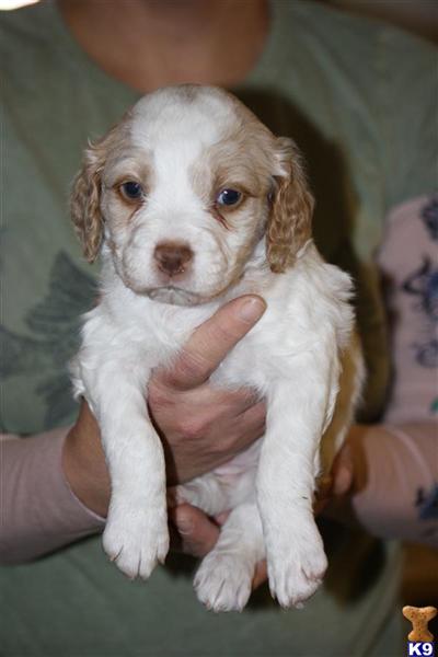 Brittany Puppies